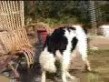 is Keesje bang voor water of ???