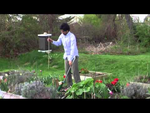 how to plant gladiolus