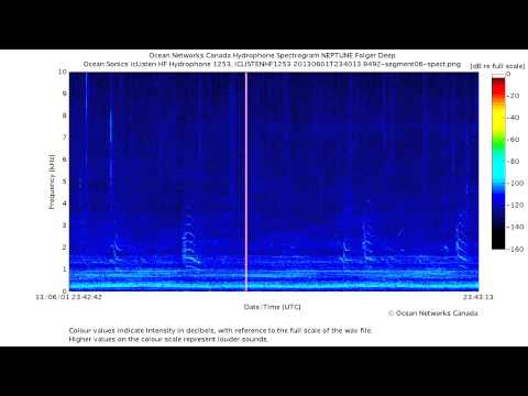 Inner Coast Bigg's Orca Calls in Folger Passage
