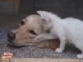 cats and dog cats and dog