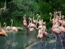 Flamingo Bermuda Zoo 2008