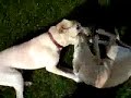 D�Walters ham an neia Hund 3