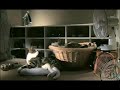 Teletext Holidays \"Honeys\" Funny Talking Cat Advert
