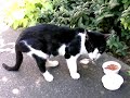This is Keiko: More Lives to Live
