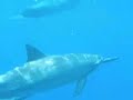 the bay/swimming wth dolphins