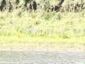 Common Tern
