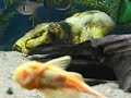 30 gallon angelfish tetra ancistrus