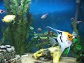 30 gallon angelfish tetra ancistrus