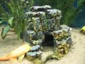 30 gallon angelfish tetra ancistrus