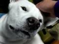 Kishu