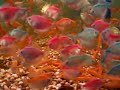 Fish for all