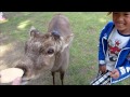 奈良公園の鹿に鹿せんべいをあげるとき、今からあげるからという風に高めに待てをして、そのあと上下にゆっくり動かしてみてください。 お辞儀してくれますよNara Park (奈良公園, Nara Kōen?) is a public park located in the city of Nara, Japan, at the foot of Mount Wakakusa, established in 1880. Administratively, the park is under the control of Nara Prefecture. The park is one of the 
