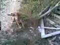 videos de Dik e pollj