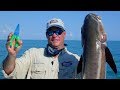 Cobia Conquest - 50 lb SLOB ling