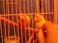 愛情鳥鸚鵡吃辣椒葉 lovebird parrot