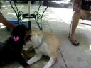 Torro and Tyson