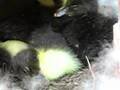 Sleepy Ducks - Cute things falling asleep: Sleepy Bird