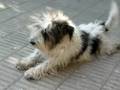 tucuman-dog-zoofilia