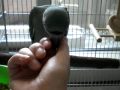 オオダルマインコ、タルトのお迎え初日