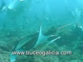 Manta ray in Maldives Manta ray in Maldives