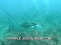 Manta ray in Maldives