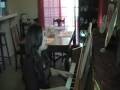 Phoenix (original song)- Dana Benedict
