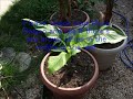 Grafting Bananas Stage 2