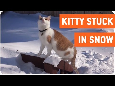 Cat Loves The Snow