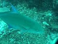 Mergulhos em Gal�pagos - Darwin