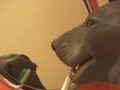 AMAZING SELF GROOMING PET !!! **MUST SEE** 