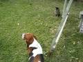 videos de Dogbook Movie: ferocious!