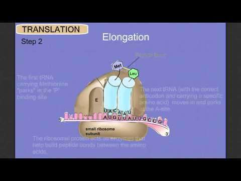 translation - Details on Translation: Initiation, Elogation, and Termination.