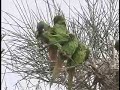 Blue-crowned Conures preening after rain