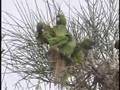 Blue-crowned Conures preening after rain