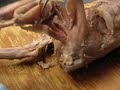 Cat dissection - leg muscles