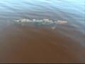 A fishy fish
