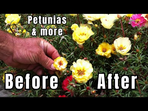 how to fertilize mexican petunias