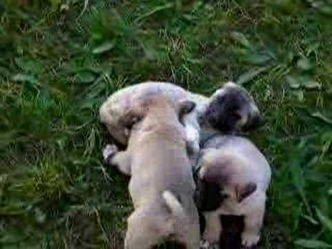 kangal dövüsü