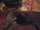 max and angie wrestling