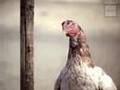 Burger King commercial - Kick'n Chicken