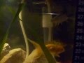 Acuariofilia 5 Acuario de mi hija Celeste