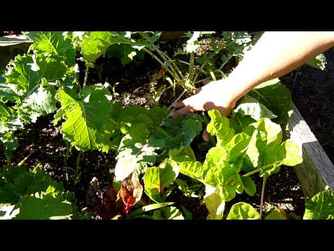 how to harvest arugula so it keeps growing