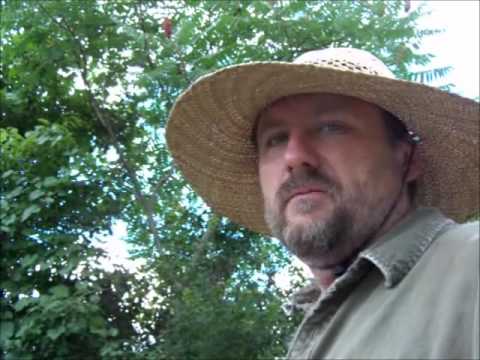 how to harvest acorn in smurf