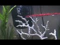 Baby guppies
