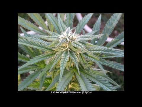 how to harvest outdoor pot plants