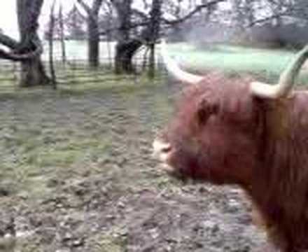 Moo !!