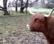 Moo !!