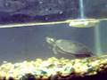 videos de Mertle Goes Fishing