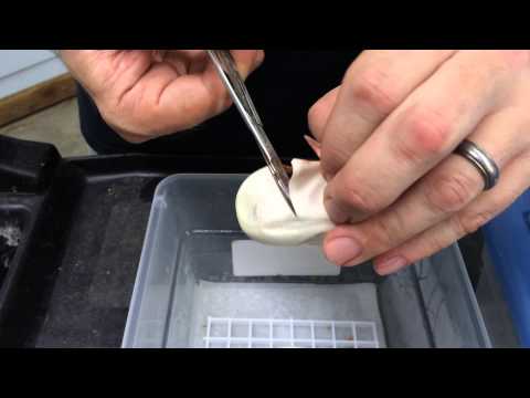 YouTube reptile video