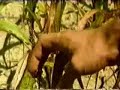 http://www.biochar.org (check out the documentaries)
http://terrapreta.bioenergylists.org/
http://www.energybulletin.net/29250.html